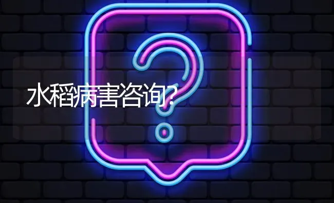 水稻病害咨询? | 养殖问题解答
