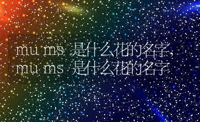 mums是什么花的名字,mums是什么花的名字 | 养殖常见问题