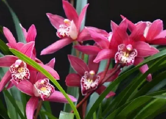 植物常识问题|养护兰花需要注意哪些要点