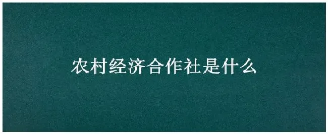 农村经济合作社是什么 | 农业问题