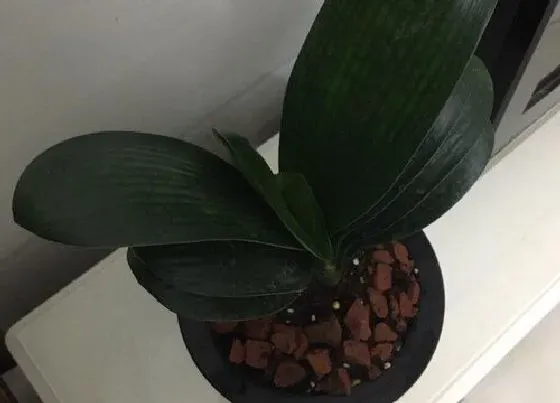 植物常识问题|如何养护君子兰叶片整齐像蒲扇