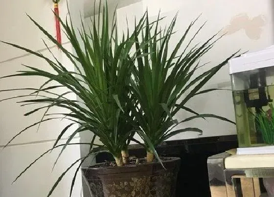 植物常识问题|龙血树好养吗