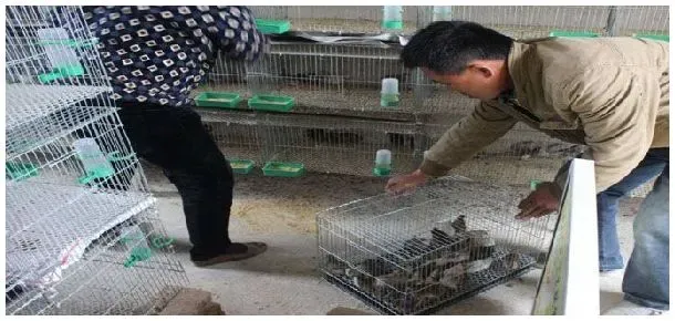 芦丁鸡饲料配方 | 农业问题