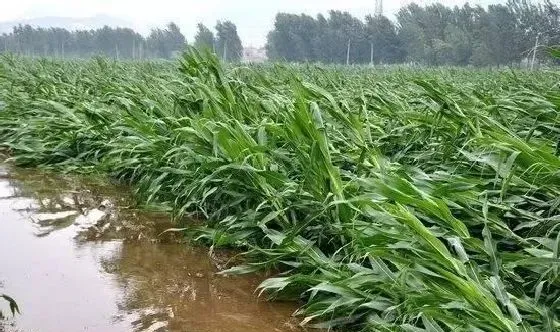 植物常识问题|玉米水淹后能活过来吗（玉米地被水淹有水涝后怎么冶）