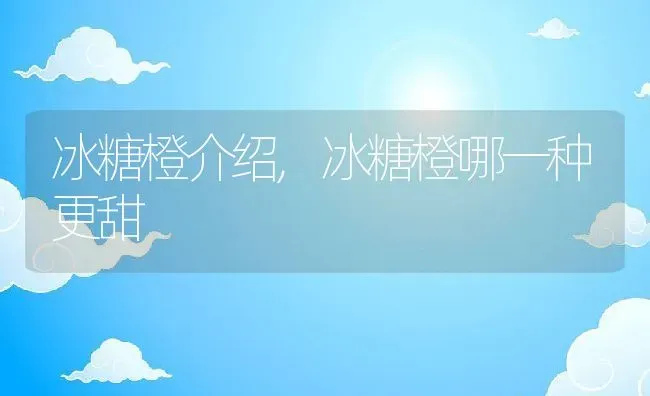 冰糖橙介绍,冰糖橙哪一种更甜 | 养殖常见问题