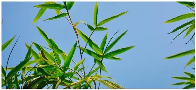 富贵竹种植注意事项 | 三农问答
