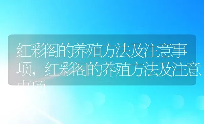 红彩阁的养殖方法及注意事项,红彩阁的养殖方法及注意事项 | 养殖常见问题