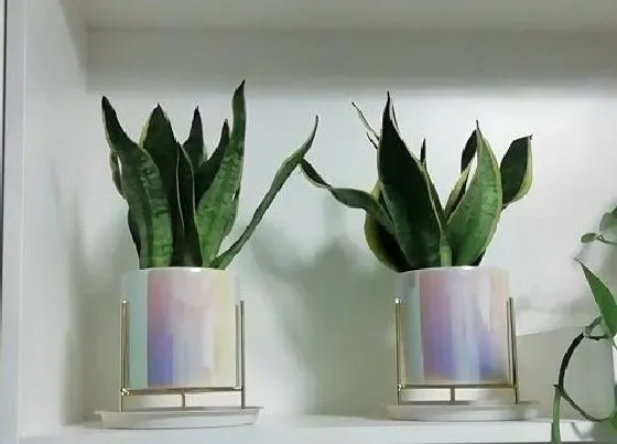 植物常识问题|虎皮兰花盆选择讲究