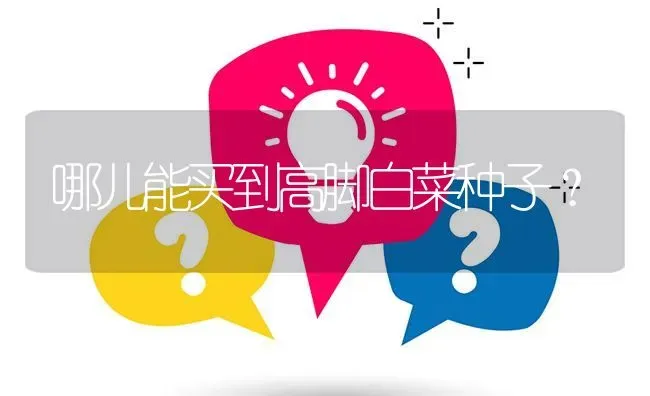 哪儿能买到高脚白菜种子? | 养殖问题解答