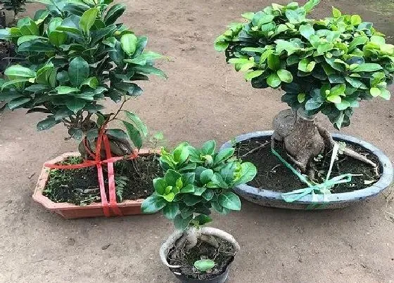 植物常识问题|榕树盆景是如何养护的  养殖方法