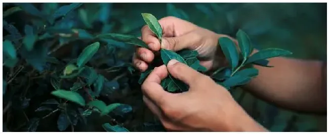 永春茶叶是什么茶 | 生活常识