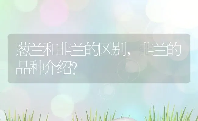 葱兰和韭兰的区别,韭兰的品种介绍？ | 养殖常见问题