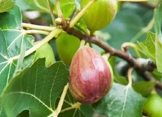 植物常识问题|无花果树怎样种植才能多结果（无花果栽培种植技术过程）