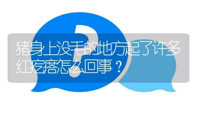 猪身上没毛的地方起了许多红疙瘩怎么回事? | 养殖问题解答