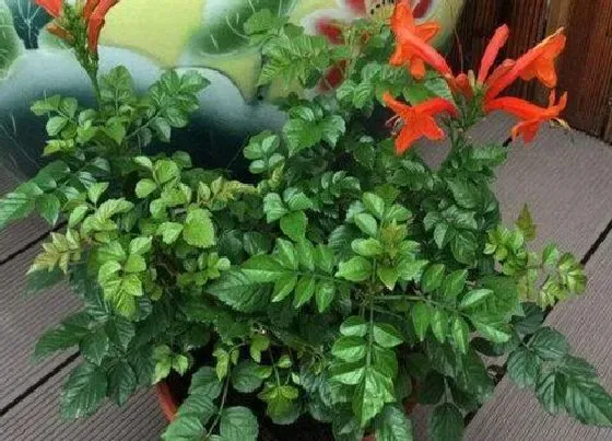 植物常识问题|凌霄花水培几天生根 凌霄花可以水培生根吗