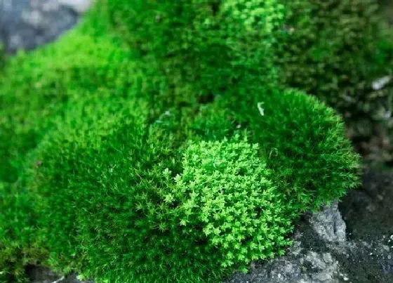 植物常识问题|水泥地面长青苔怎么处理能完全去除 快速清除青苔小窍门