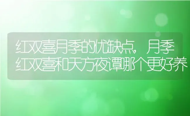 红双喜月季的优缺点,月季红双喜和天方夜谭哪个更好养 | 养殖常见问题