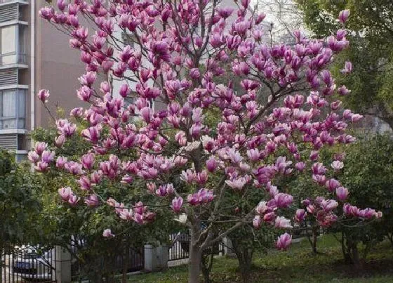 植物常识问题|玉兰树什么时候移栽最好