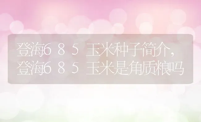 登海685玉米种子简介,登海685玉米是角质粮吗 | 养殖常见问题