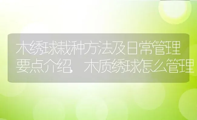 木绣球栽种方法及日常管理要点介绍,木质绣球怎么管理 | 养殖常见问题