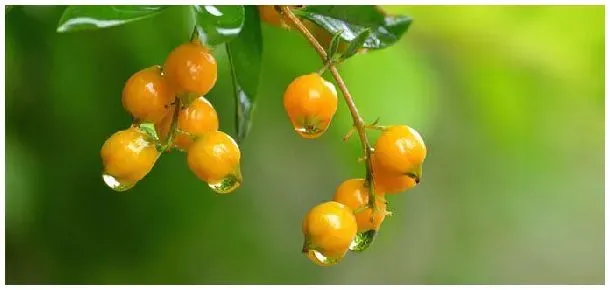 华西秋雨对农业生产的影响 | 农业常识