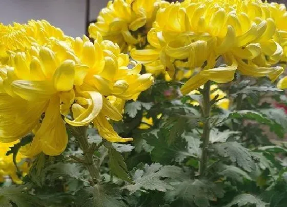 植物常识问题|菊花的栽培技术