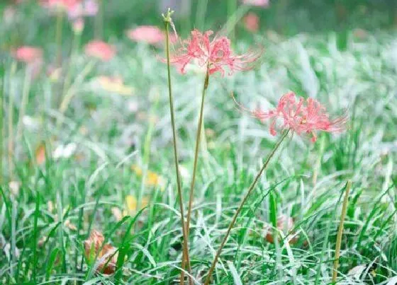 植物常识问题|红花石蒜和彼岸花的区别在哪里 彼岸花和石蒜花是一种吗