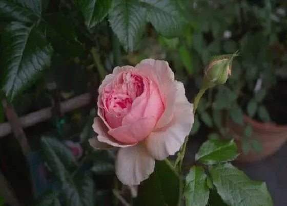 植物常识问题|买回来开花的植物怎么养