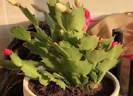 植物常识问题|休眠期的蟹爪兰如何养护