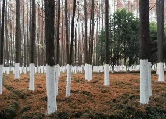 植物常识问题|冬天给树刷石灰是什么原因（冬季树上涂石灰浆水作用）