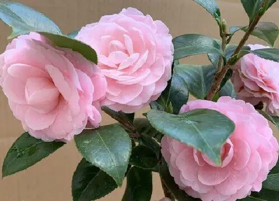 植物常识问题|家里茶花怎么养殖才长得好（新手必看家庭养法和注意事项）