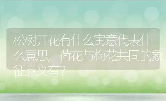 松树开花有什么寓意代表什么意思,荷花与梅花共同的象征意义有？ | 养殖常见问题