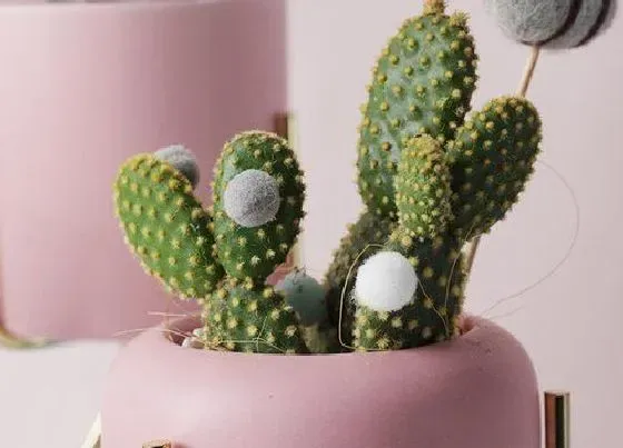 植物常识问题|仙人掌如何正确的浇水
