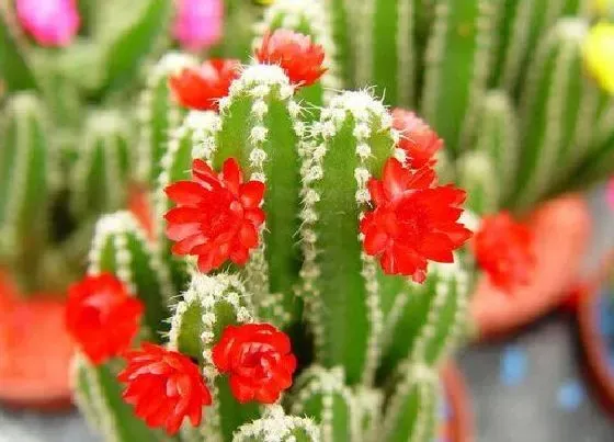 植物常识问题|仙人掌如何正确的浇水