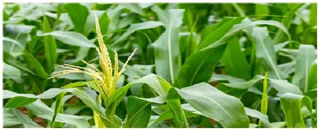 沃玉3号玉米夏播生育期 | 农业答疑