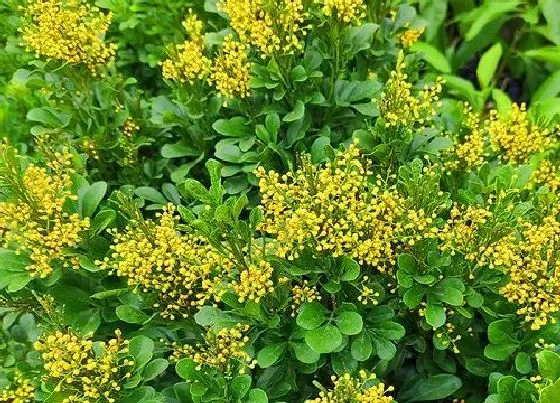 植物常识问题|米兰开完花如何修剪开花越来越多