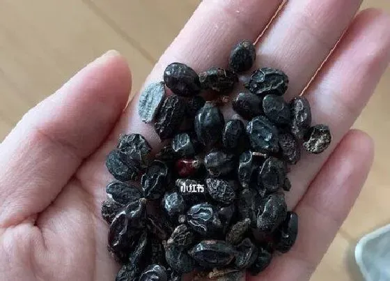 植物常识问题|绣球花有种子吗