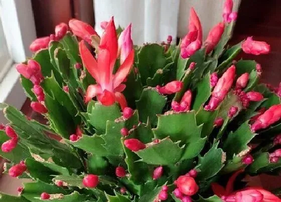 植物常识问题|休眠期的蟹爪兰如何养护