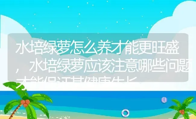 水培绿萝怎么养才能更旺盛,水培绿萝应该注意哪些问题才能保证其健康生长 | 养殖常见问题