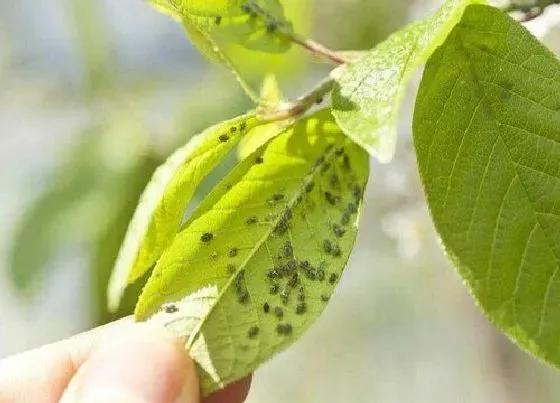 植物常识问题|花上的腻虫怎么清除 去除腻虫有什么小妙招