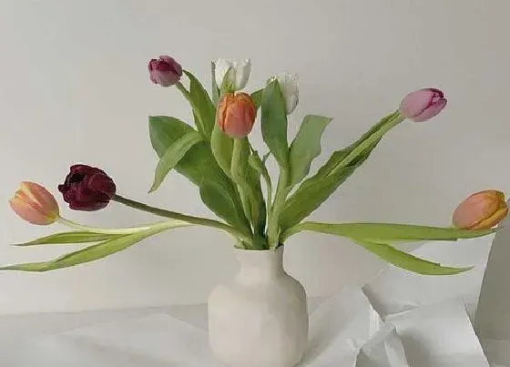 植物常识问题|郁金香水培养殖方法图解 水培种植方法和时间