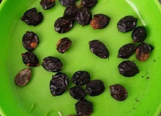 植物常识问题|绣球花有种子吗