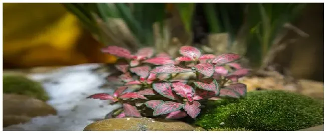 彩叶芋多久浇一次水 | 生活常识