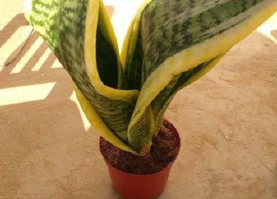 植物常识问题|虎皮兰花盆选择讲究