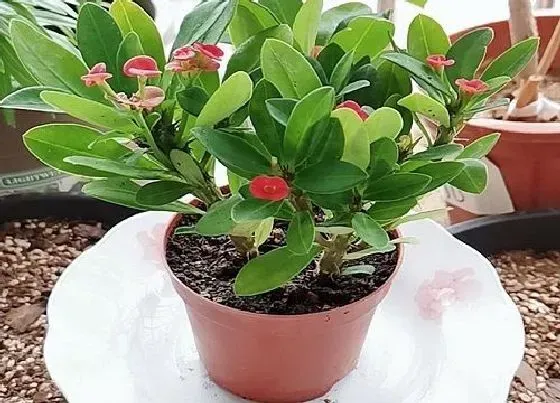 植物常识问题|虎刺梅不开花或开花少的原因有哪些