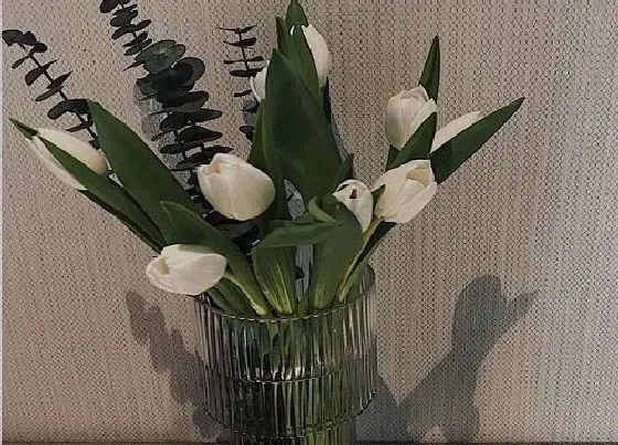 植物常识问题|郁金香水培养殖方法图解 水培种植方法和时间