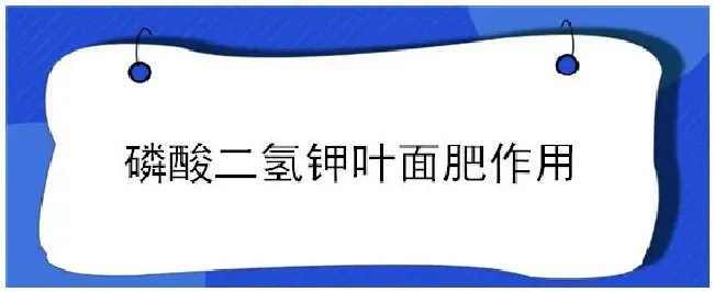 磷酸二氢钾叶面肥作用 | 农业答疑