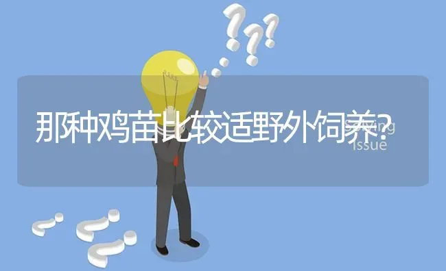 那种鸡苗比较适野外饲养? | 养殖问题解答