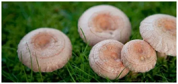 蘑菇普通家庭能种植吗 | 农业答疑