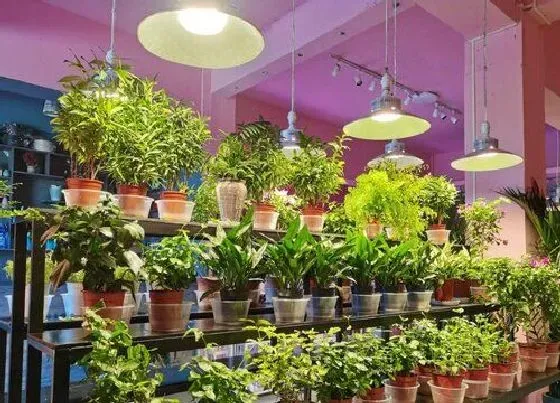 植物常识问题|灯光可以代替阳光养花吗 花卉没阳光可以用灯光代替吗